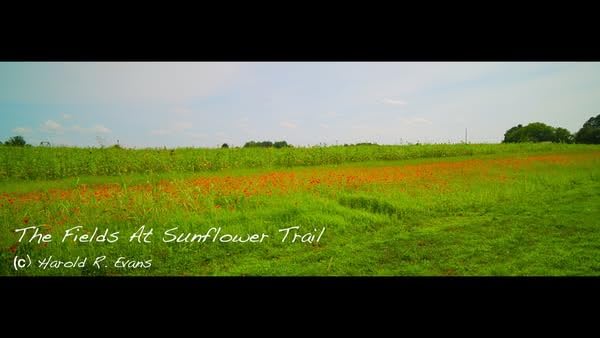 SIRUI 35mm T2.9 1.6X Full-Frame Anamorphic Lens Cinema Lens (RF Mount) customer photo 1
