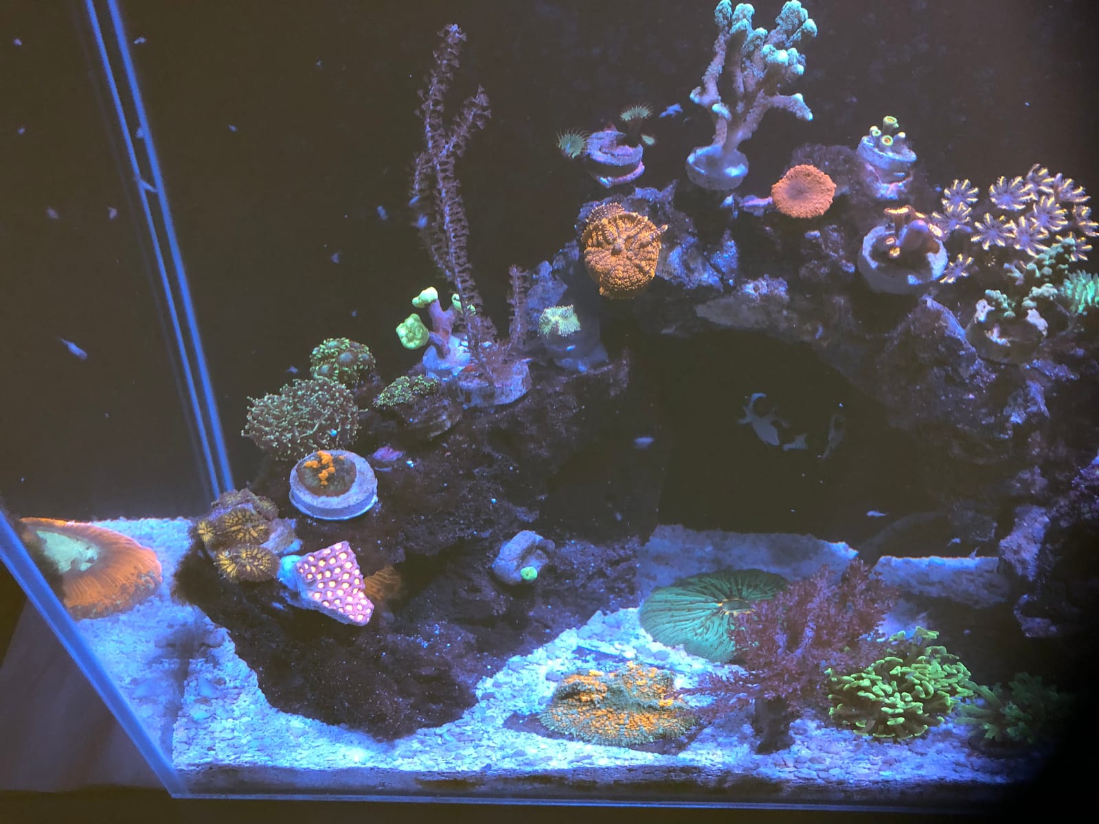 Empire USA - 24 Gallon All-in-One Aquarium Kit, Rimless Low Iron Glass AIO Saltwater & Freshwater Fish Tank, Complete Nano Reef Tank Setup for Home or Office customer photo 2