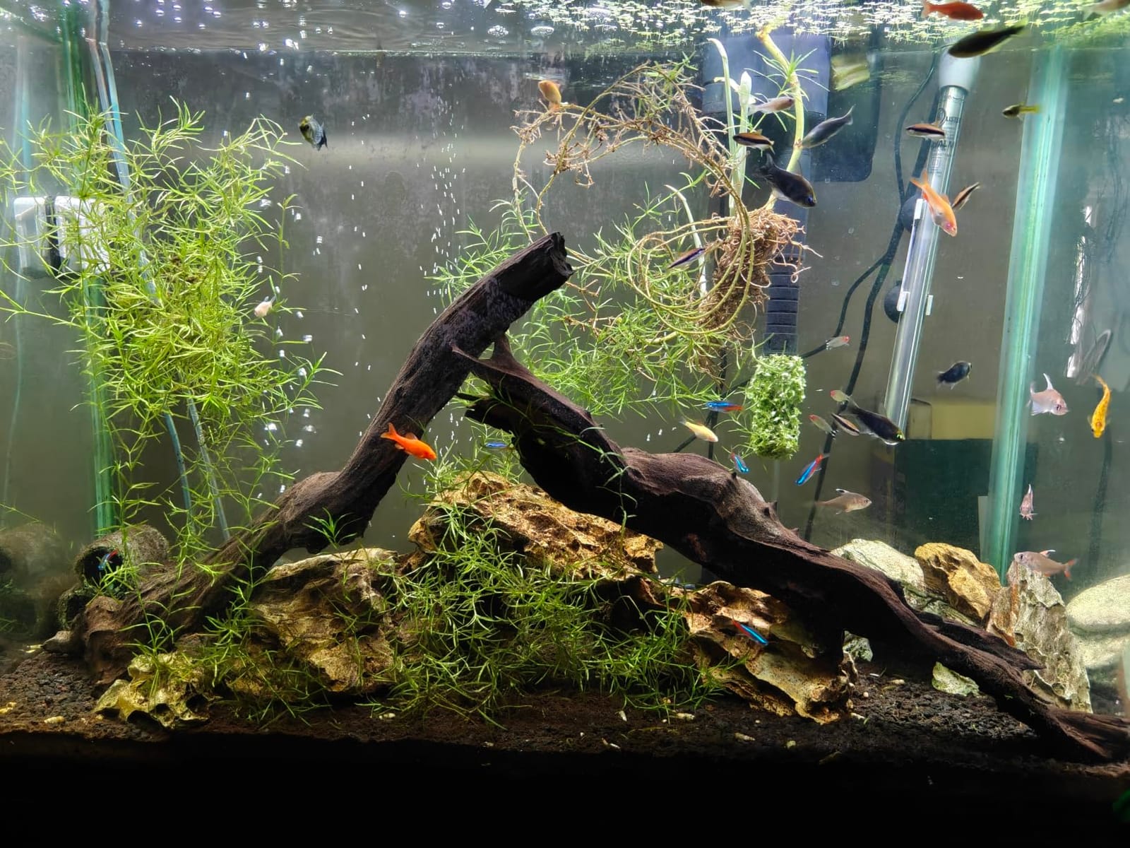 AQUANEAT LED Aquarium Light Full Spectrum for 18 Inch to 24 Inch Fish Tank Light Fresh Water customer photo 2