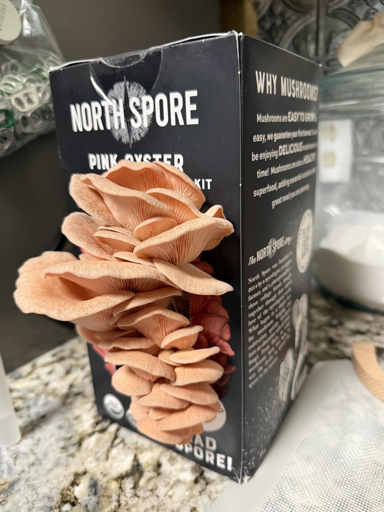 North Spore Organic Pink Oyster Mushroom Grow Kit, 4 lbs | Beginner-friendly Mushroom Spray & Grow Kit, USDA-Certified Organic, Harvest in 14-21 Days, Non-GMO, Handmade in Maine, USA customer photo 1