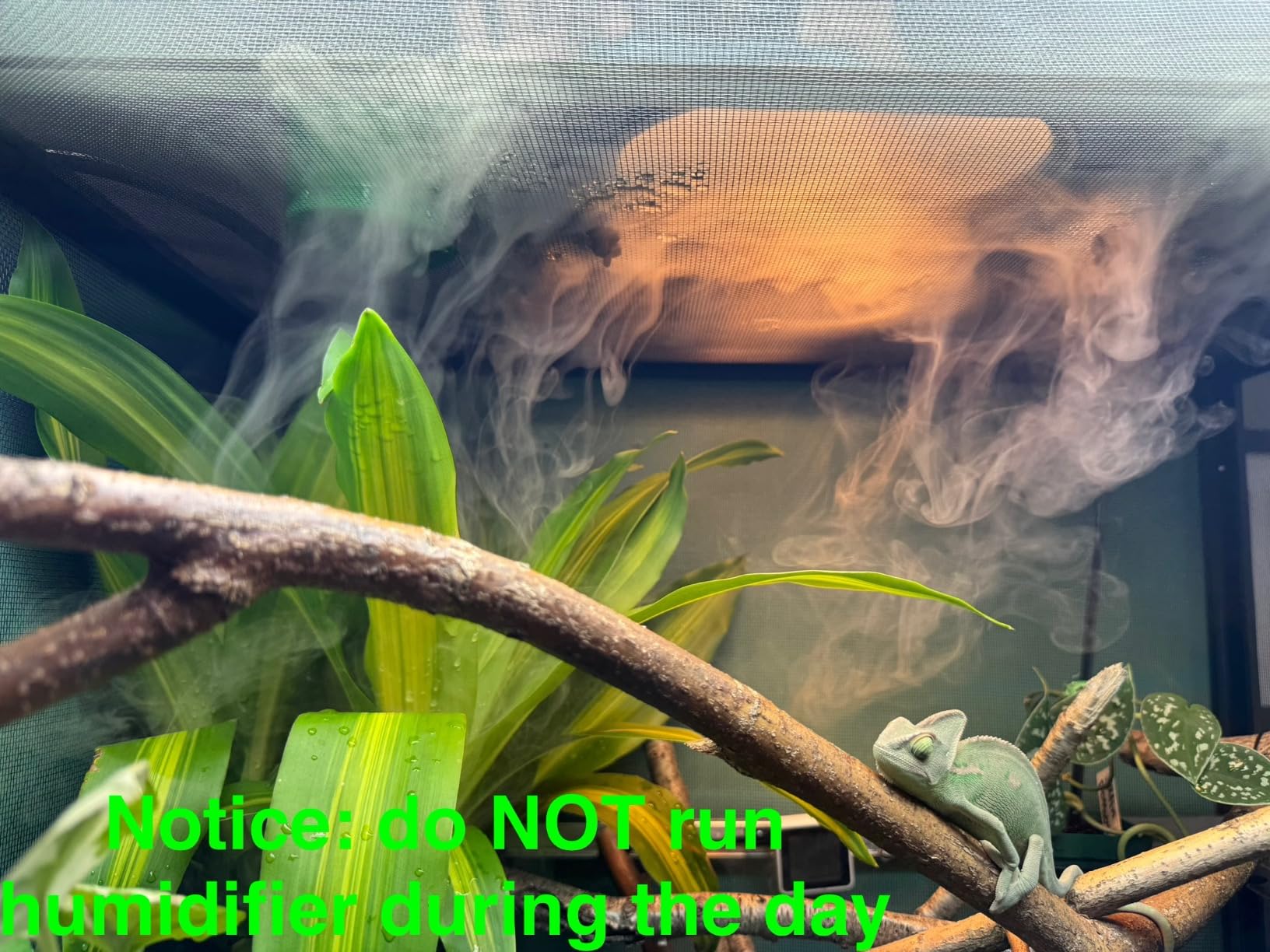 WACOOL Adjustable Reptile Fogger Terrarium Humidifier, Large Tank Fog Machine with Double Hoses & 4 Liter Reservoir, Large Tank Terrarium Humidifier for Reptiles/Amphibians/Herps/Vivarium customer photo 2