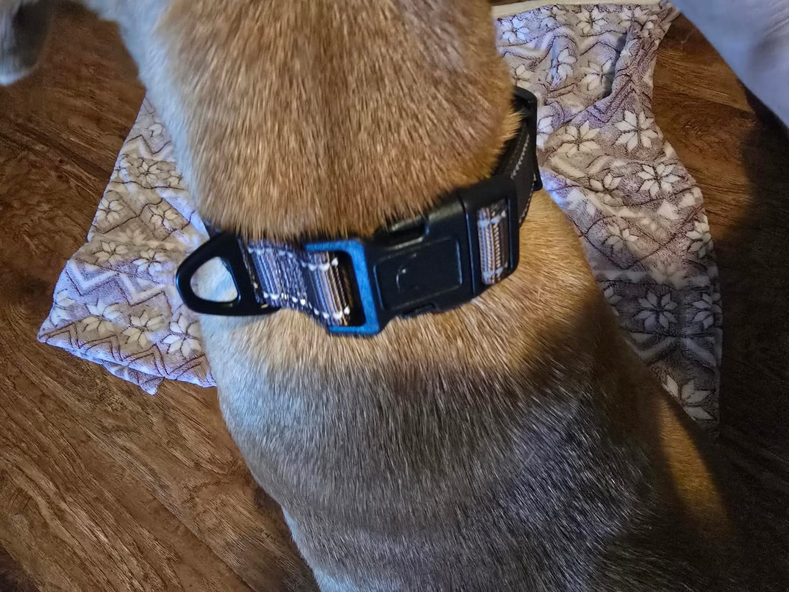Joytale Reflective Dog Collar, Adjustable Neoprene Padded, Navy Blue L | Breathable Nylon for Large Dogs, No Chafing on Walks and Outdoor Hikes, Tear-Resistant Webbing, Metal D-Ring, Night Safety customer photo 1