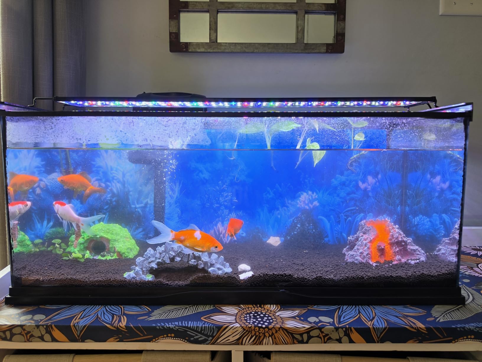 hygger Advanced LED Aquarium Light with Timer, 24/7 Lighting Cycle & DIY Mode, Full Spectrum Fish Tank Light for 18-24 in Freshwater Planted Tank customer photo 2