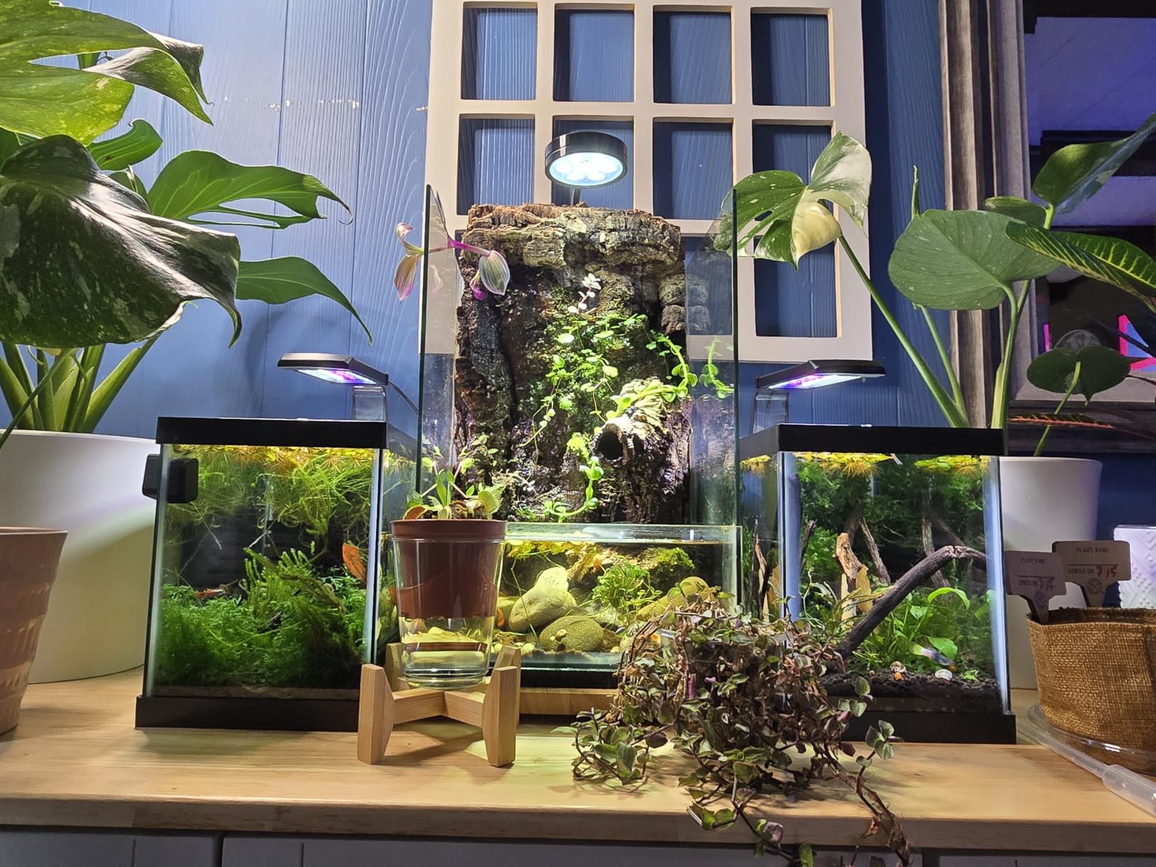NICREW Clip-on Planted Aquarium Light for Fish Tank customer photo 1