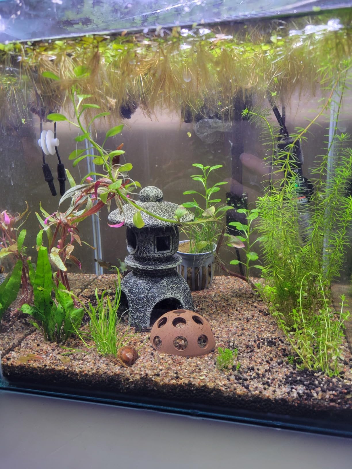 NICREW Clip-on Planted Aquarium Light for Fish Tank customer photo 2