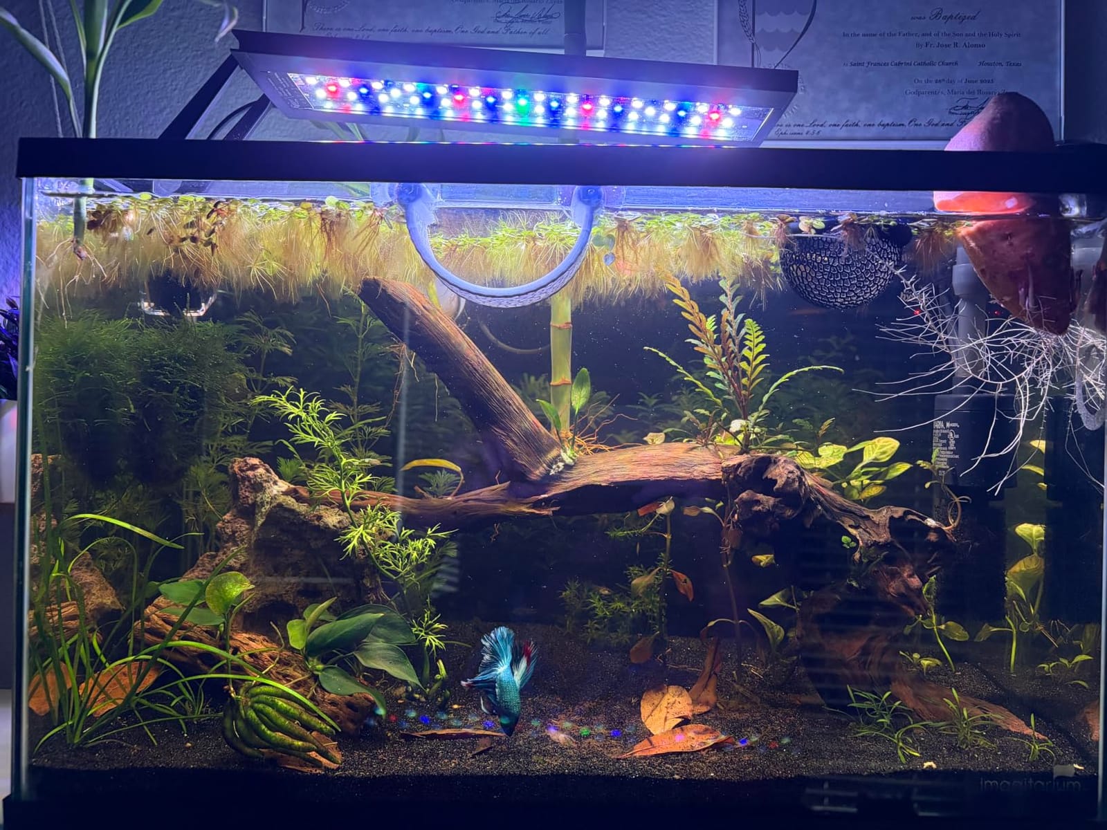 hygger Clip On 24/7 Lighting Aquarium LED Light,Sunrise-Daylight-Moonlight and DIY Mode, Adjustable Timer/Brightness Fish Tank Light with 7 Colors for Planted Tank (14W for 12~20in Tank) customer photo 1