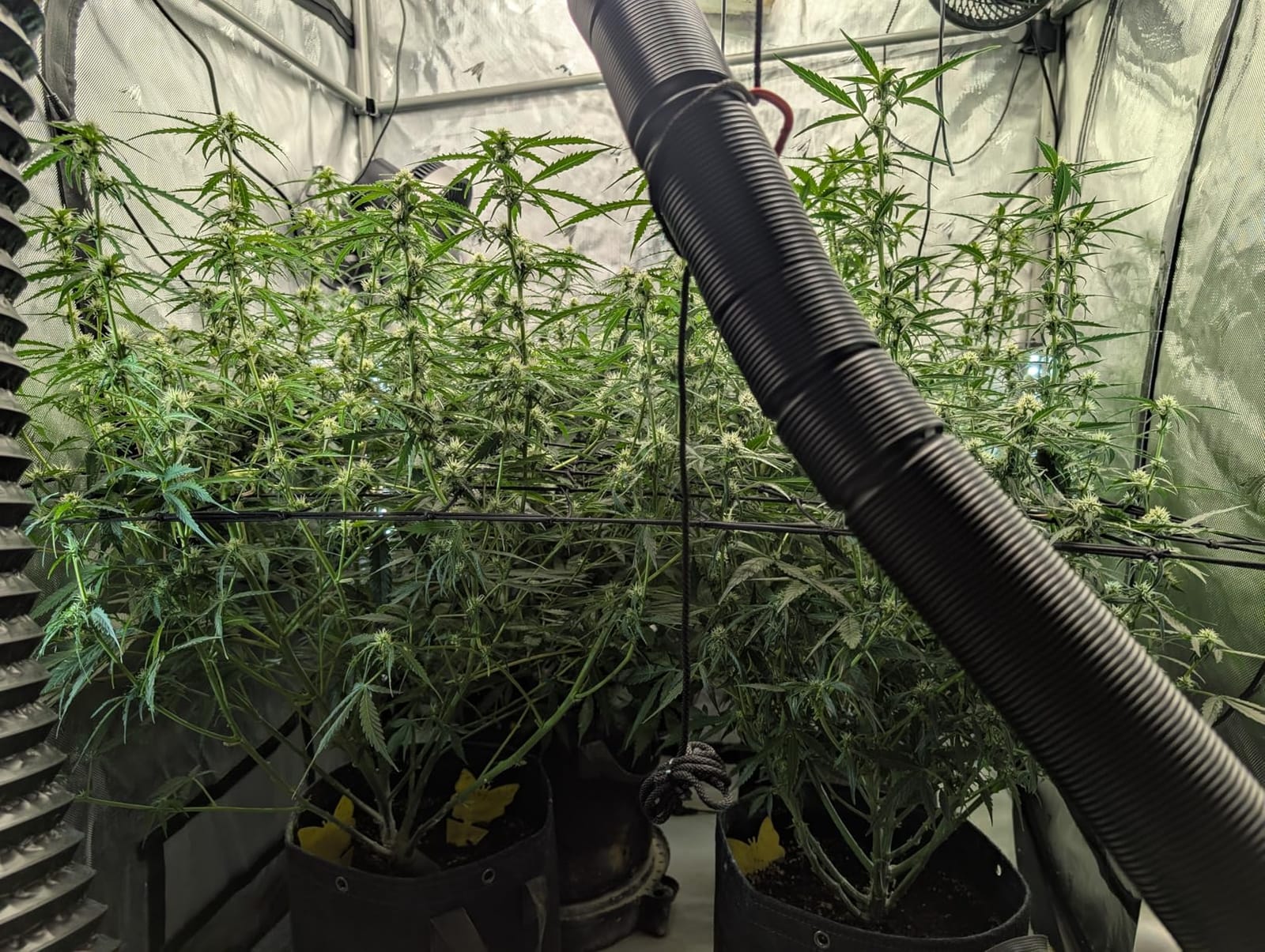 AC Infinity CLOUDLAB 899, Advance Grow Tent 8x8, 2000D Mylar Canvas, 1