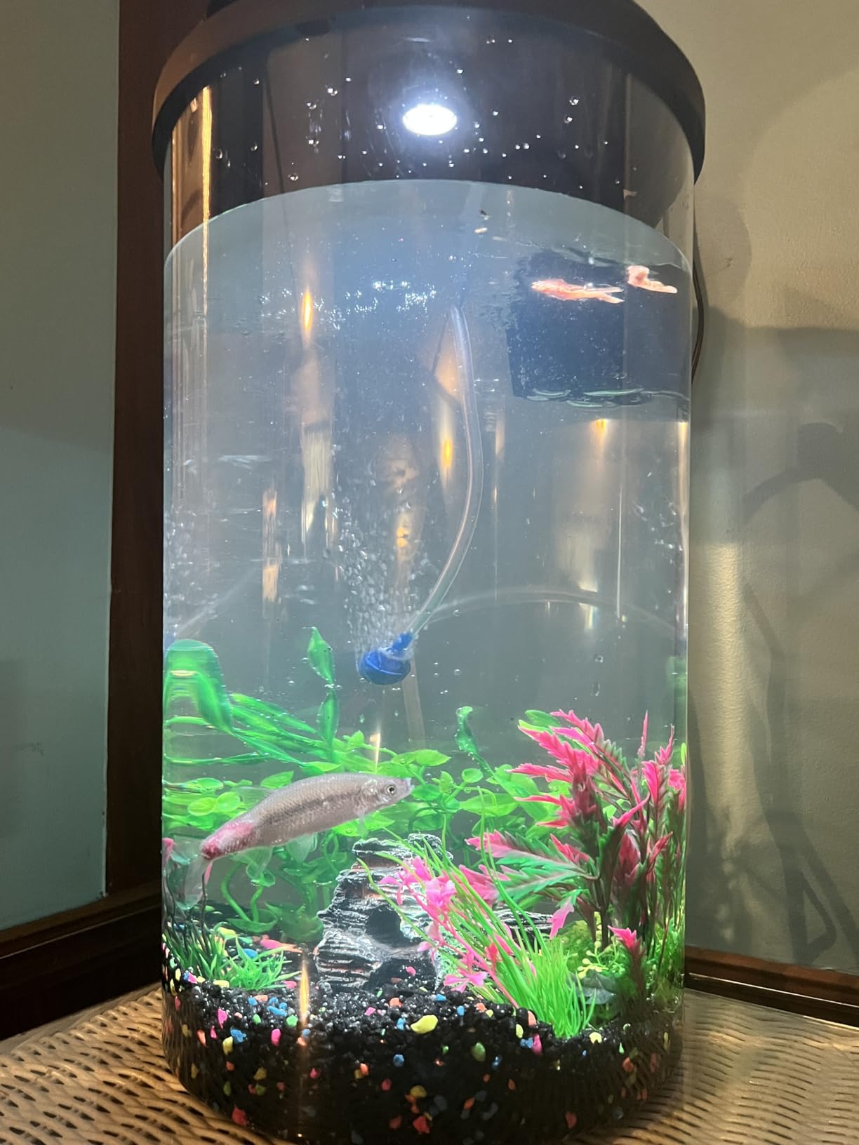 Koller Products 3-Gallon 360 Aquarium with LED Lighting (7 Color Selections) and Power Filter, Impact-Resistant Plastic, Ideal for a Variety of Tropical Fish customer photo 1