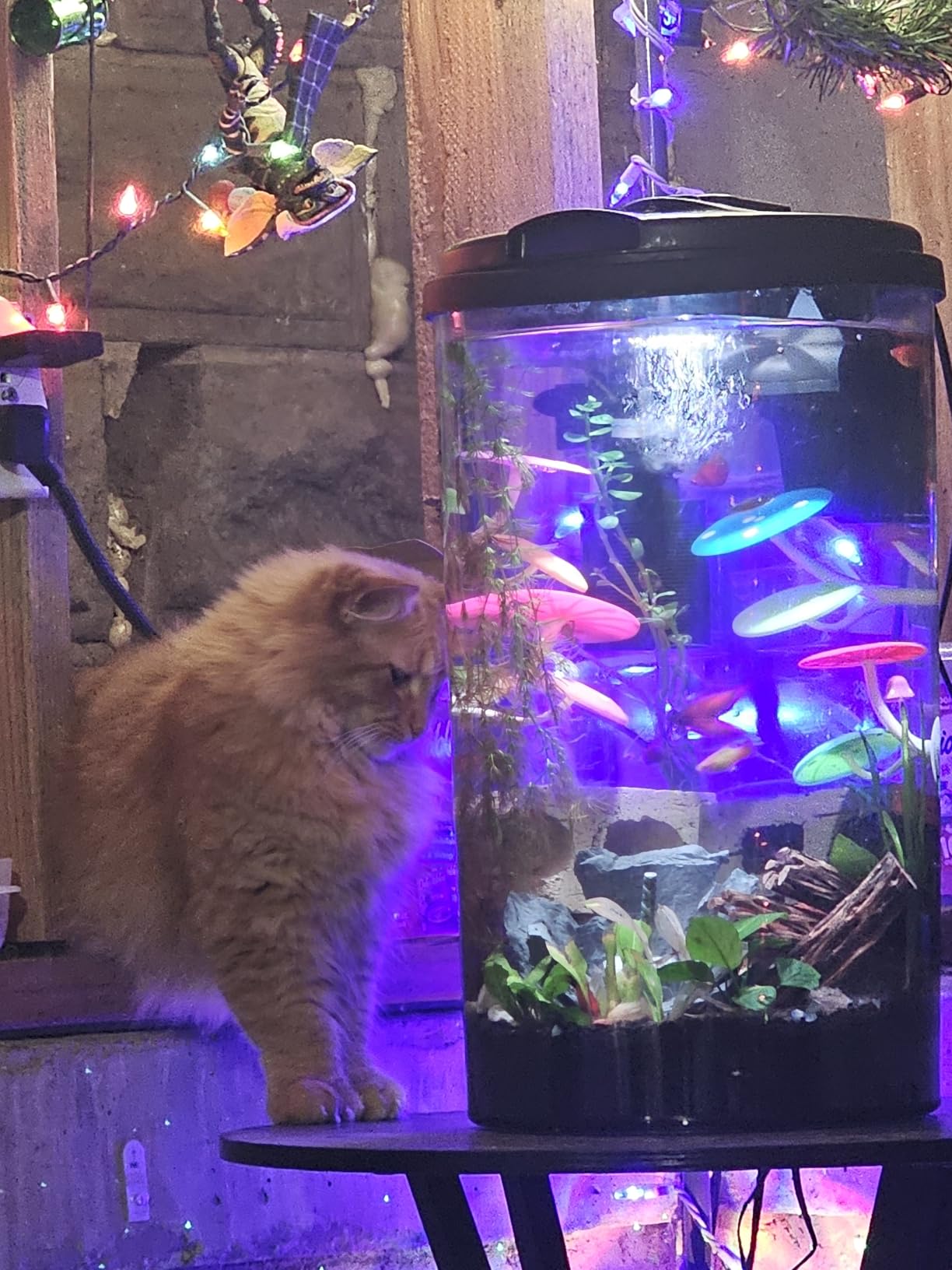Koller Products 3-Gallon 360 Aquarium with LED Lighting (7 Color Selections) and Power Filter, Impact-Resistant Plastic, Ideal for a Variety of Tropical Fish customer photo 2