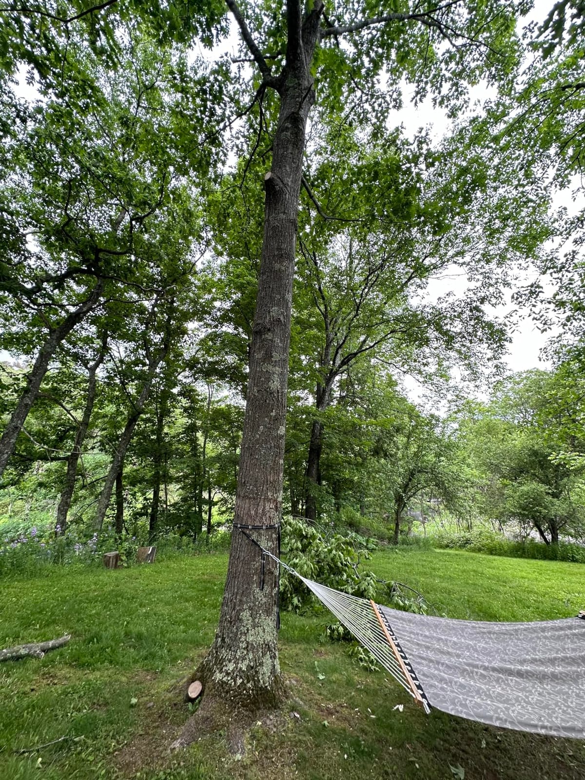 27 Feet Tree Pole Pruner Manual Branches Trimmer Tree Branch Garden Tools Loppers Hand Pole Saws Extendable Height customer photo 2