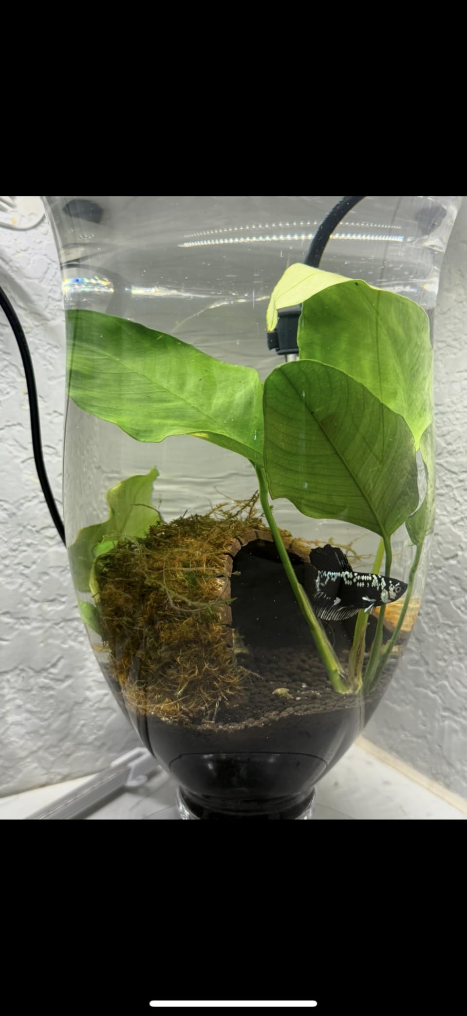 AquaMiracle 5V/2A USB 10W Super Mini Aquarium Betta Heater for Tanks up to 1 Gal customer photo 1