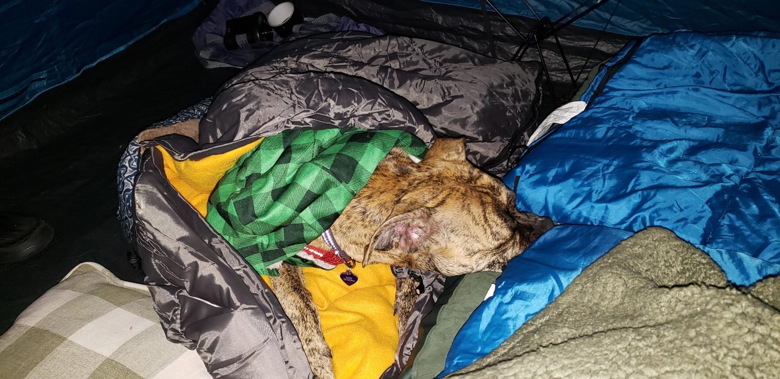 Lifeunion Dog Sleeping Bag with Storage Bag | Waterproof Warm Packable Dog Bed for Travel Camping Hiking Backpacking (Blue) customer photo 1
