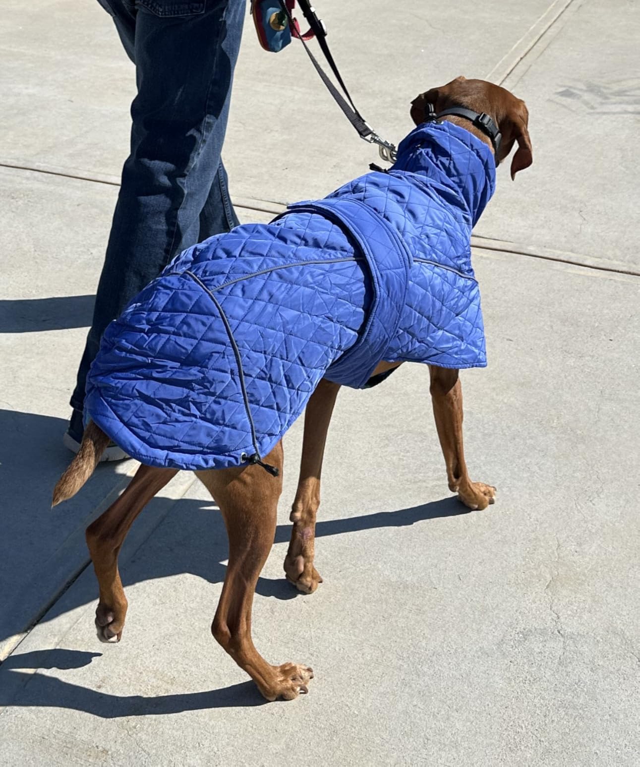 Greyhound Lurcher Winter Coat Whippet Warm Coat with Fleece Water Resistant Dog Jacket with Hook Loop Closure Zipper Harness Hole - Navy - Large customer photo 1