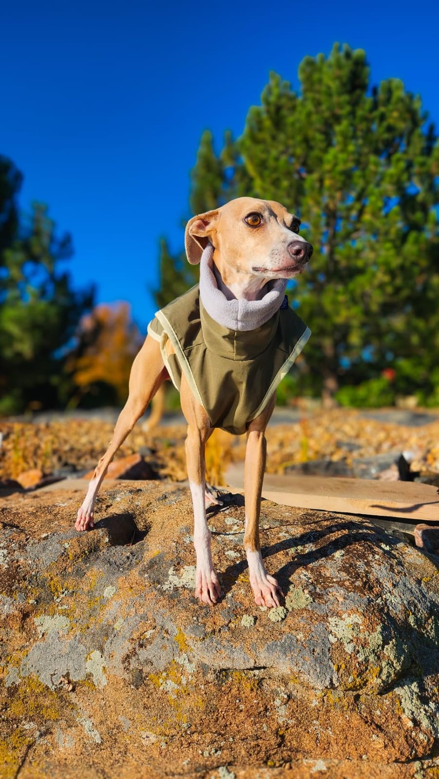 Yigi Turtleneck Jacket with Harness Opening, Fleece Lining, Adjustable, Lightweight, Breathable Jacket for Italian Greyhound customer photo 1