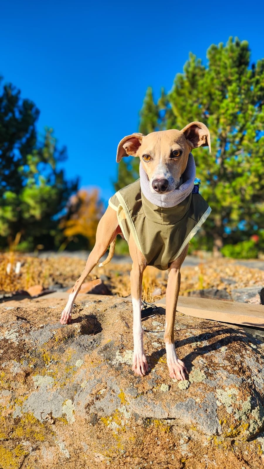 Yigi Turtleneck Jacket with Harness Opening, Fleece Lining, Adjustable, Lightweight, Breathable Jacket for Italian Greyhound customer photo 2