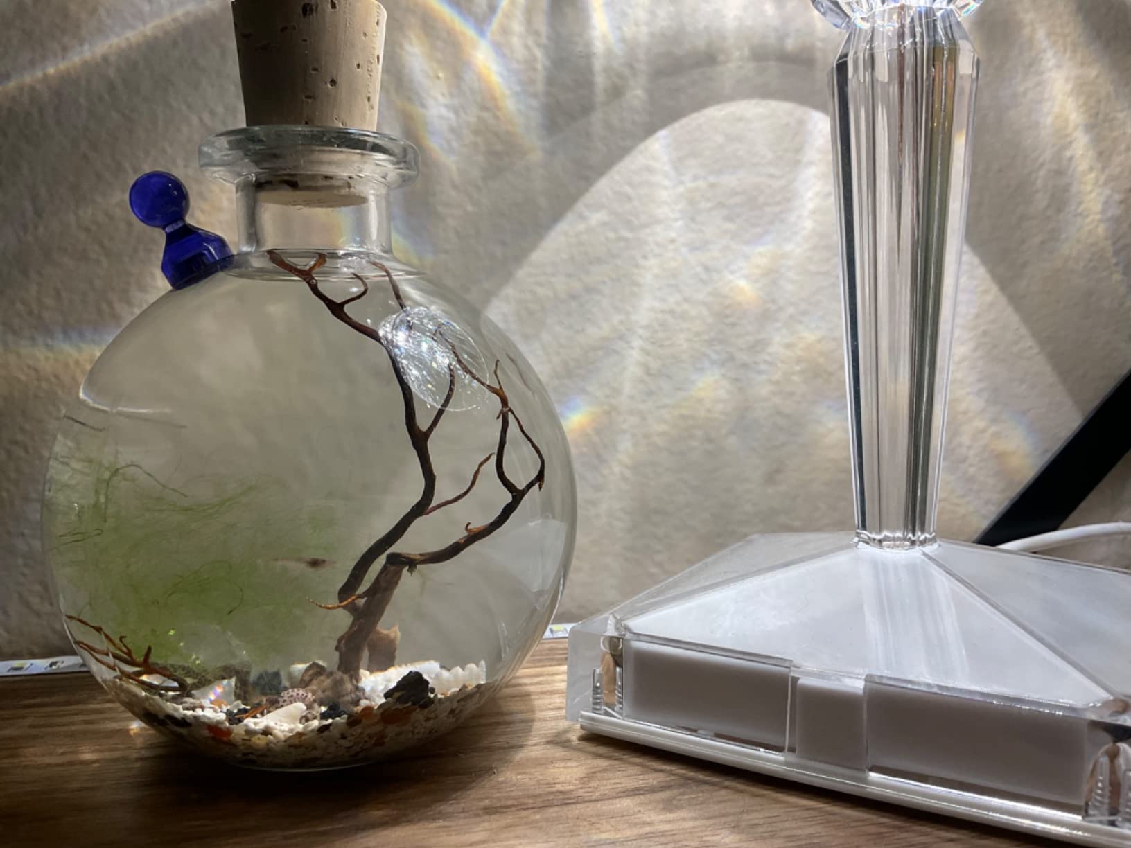 Shrimp Bubble Self-Sustaining Ecosystem - Natural. Contains Live Opae Ula Shrimp customer photo 1