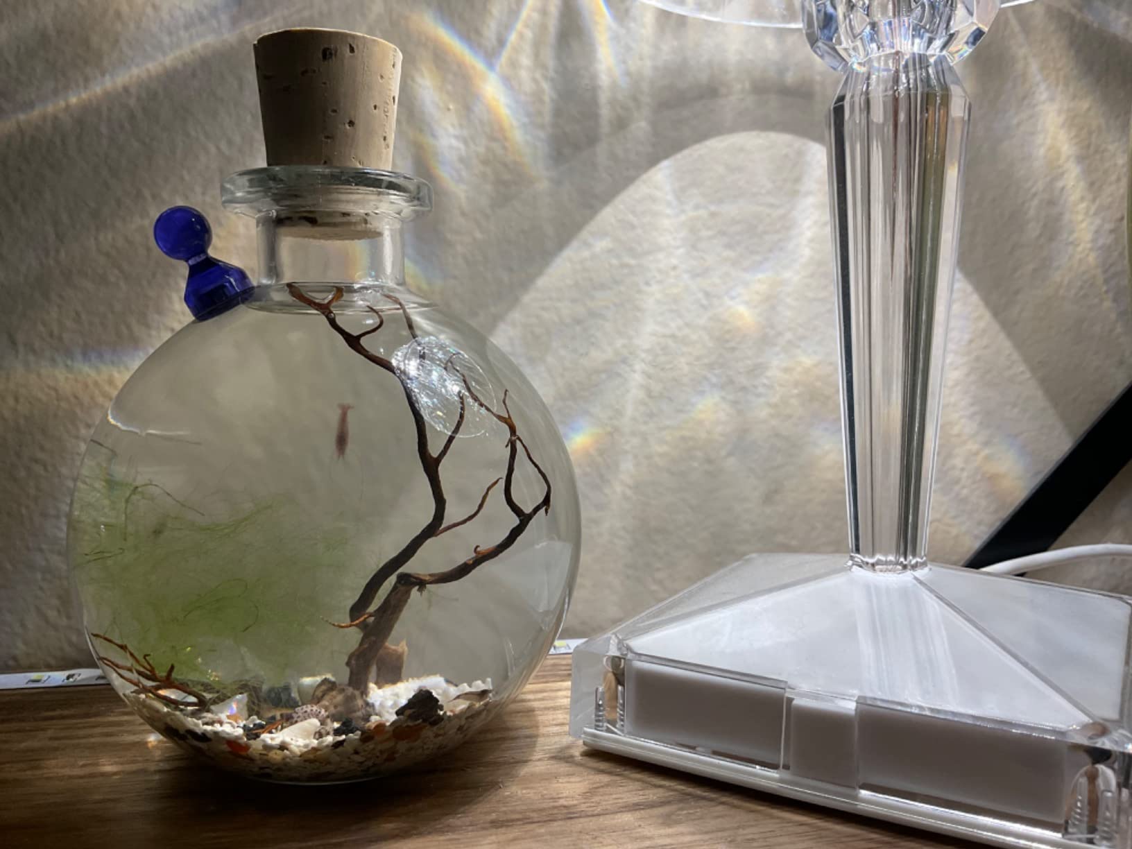 Shrimp Bubble Self-Sustaining Ecosystem - Natural. Contains Live Opae Ula Shrimp customer photo 2
