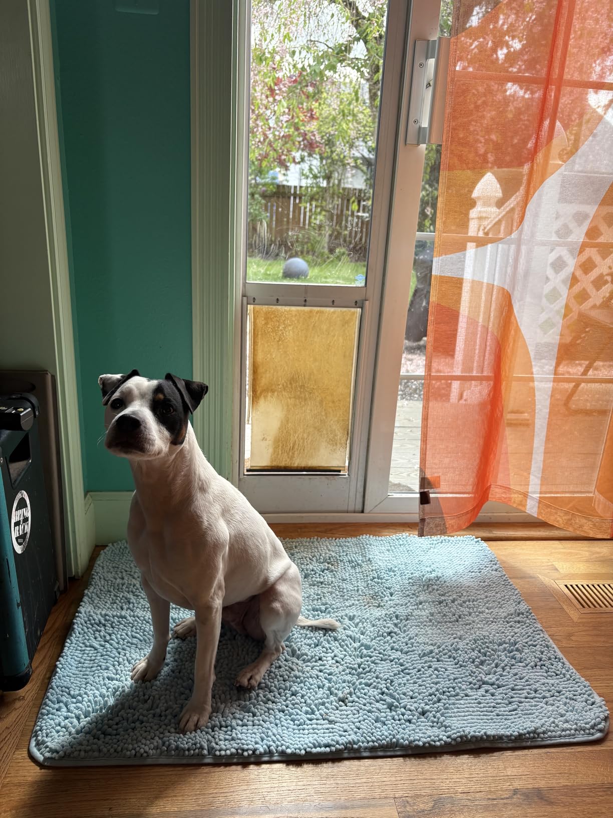 OLANLY Dog Door Mat for Muddy Paws 30x20, Super Absorbent Chenille Mud Mat | Grey, Absorbs Moisture and Dirt, Non-Slip Machine Washable Doormat, Quick-Drying Indoor Entryway Floor Carpet for Dogs customer photo 2