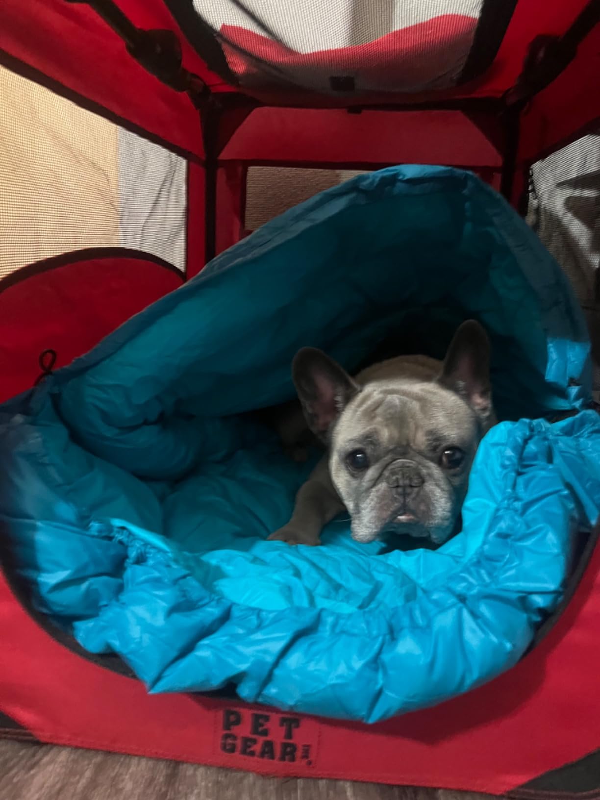Glacial Blue Ultralight Dog Sleeping Bag with Packable Bed for Hiking, Camping and Outdoor Travel - Medium Size customer photo 1