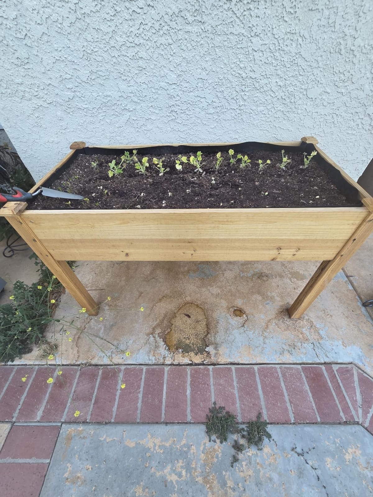 Cedar Raised Garden Bed with Legs, Outdoor Planter Box 48x24x30, 200lb customer photo 1