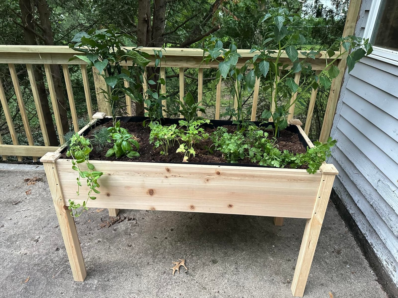 Cedar Raised Garden Bed with Legs, Outdoor Planter Box 48x24x30, 200lb customer photo 2