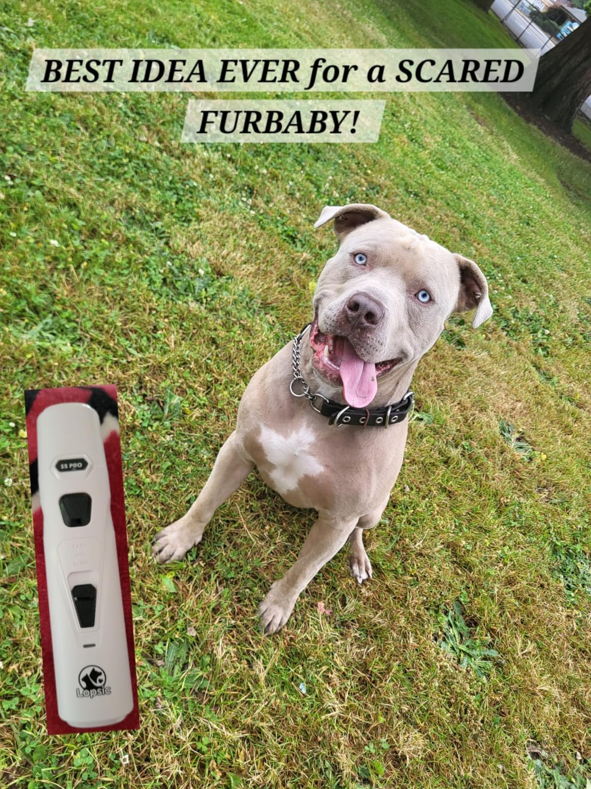 Whisper Quiet Dog Nail Grinder Safe & Stress-Free for Sensitive Dogs Cats | 4 LED Lights,3 Grinding Bits, 3-Speed, Pet Nail Trimmers, Rechargeable Painless Grooming Kit for All Breeds & Sizes customer photo 1