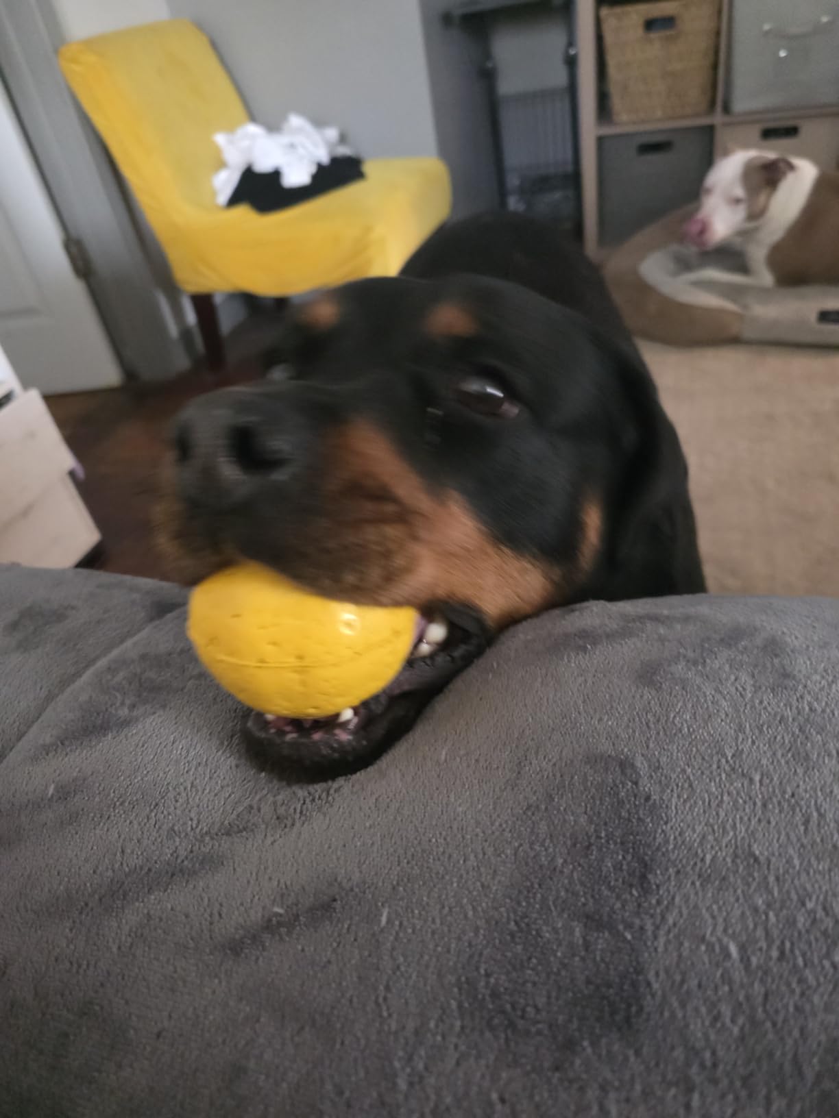 Super Durable Dog Ball - Tough, Strong Chew & Fetch Toy for Power, Extreme, Aggressive Chewers - Heavy Duty Natural Rubber - Medium/Large Dogs customer photo 1