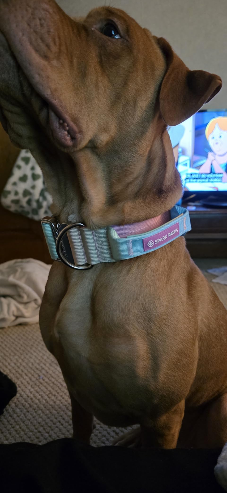 Spark Paws Tactical Large Dog Collar w/Handle - Thick & Wide, Heavy Duty | Durable thick metal buckle, grab handle for girls, boys, pitbulls & bully breeds. Padded; 1 to 2 inch wide, medium to XL customer photo 2