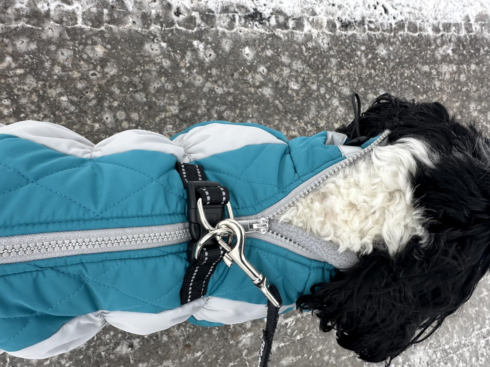 MIGOHI Full Body Dog Coat, Warm Coats for X-Small Dogs, XS, Turquoise | Reflective Winter Coat for Dogs with Harness, Waterproof Dog Snowsuit with Legs, Windproof Pet Fleece Puffer Jacket for Cold customer photo 1