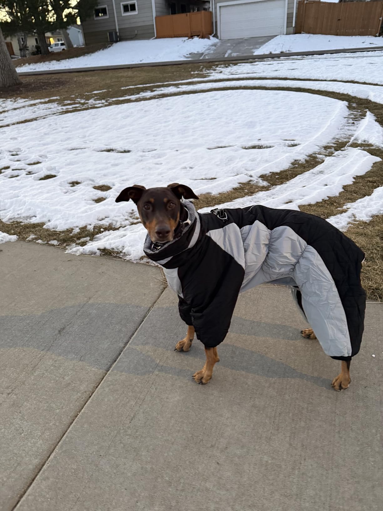 MIGOHI Full Body Dog Coat, Warm Coats for X-Small Dogs, XS, Turquoise | Reflective Winter Coat for Dogs with Harness, Waterproof Dog Snowsuit with Legs, Windproof Pet Fleece Puffer Jacket for Cold customer photo 2