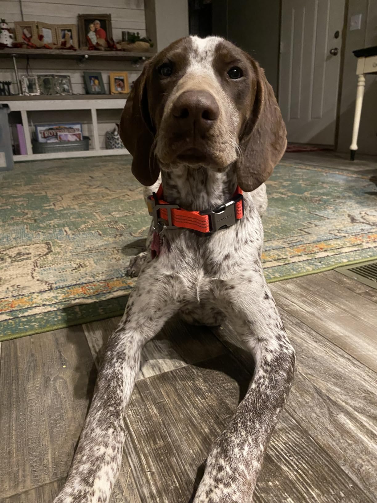 Carhartt Dog Collar Shaded Spruce L | Nylon Webbing, Fully Adjustable with Durable Side Release Buckle and Reflective Stitching customer photo 2
