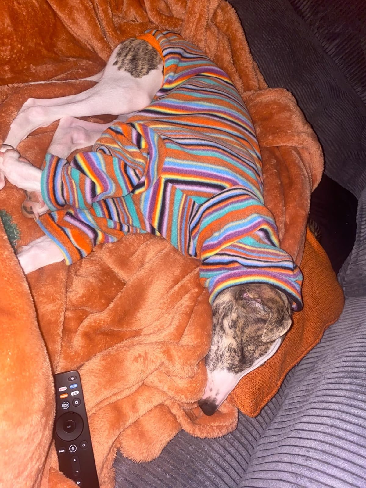 D Doggy Star Italian Greyhound Clothes Polar Fleece Sweater T Shirts Whippet for Dogs (M,Polar Geometry) customer photo 2
