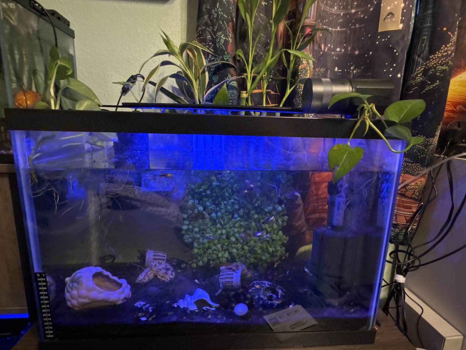 Automatic Fish Feeder Dispenser for Aquarium: 200ml Large Capacity Auto Feeders for Small Tank Turtle Betta Koi - Battery Food Feeding Timer for Flakes Pellet Vacation Weekend Day customer photo 1