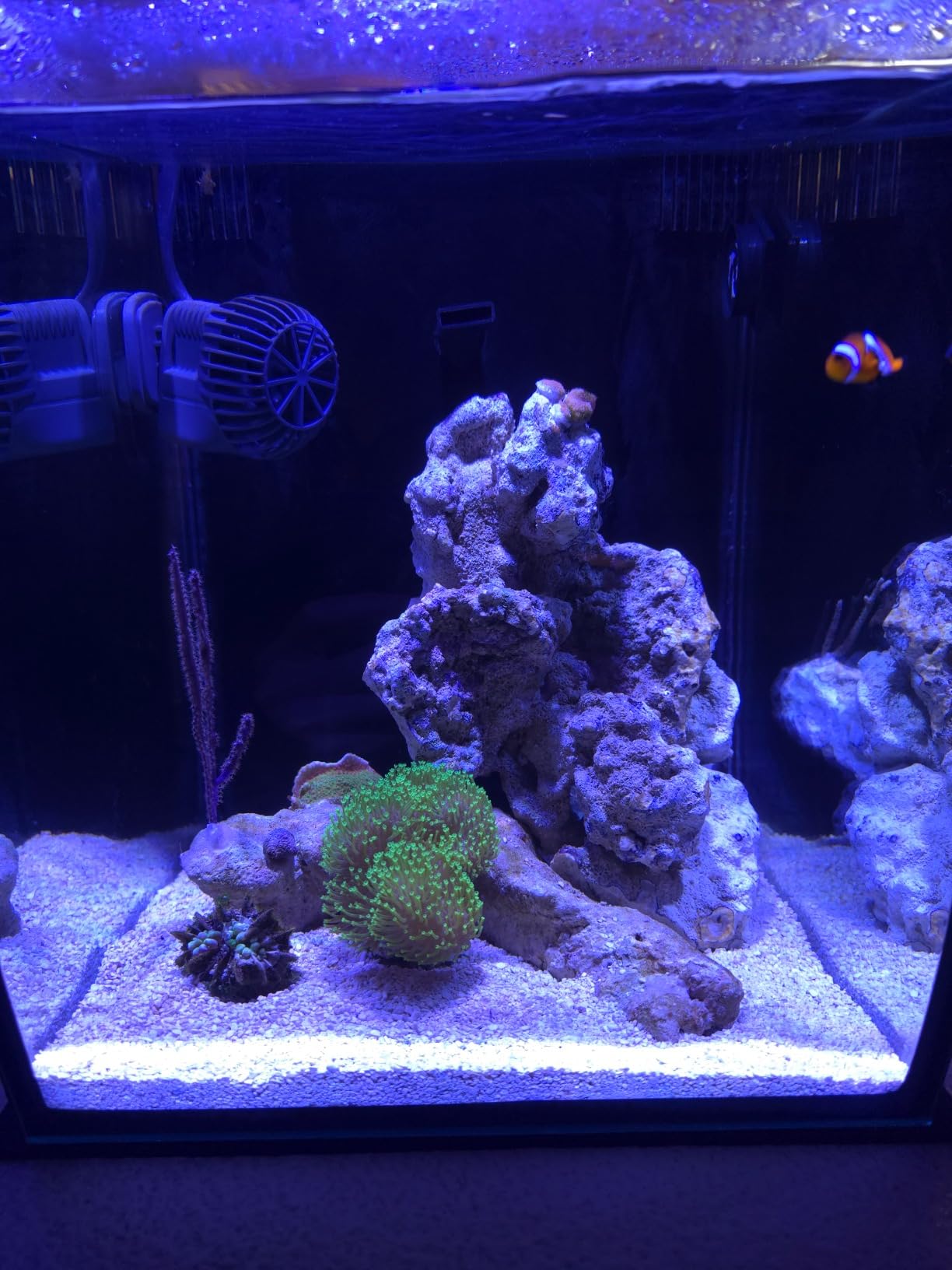 Aquatop 13.5 Gallon Bow Front Glass Aquarium Kit with Filter and LED Lighting - All in One Desktop Fish Tank, Ideal for Freshwater and Saltwater, BFK-13 customer photo 1