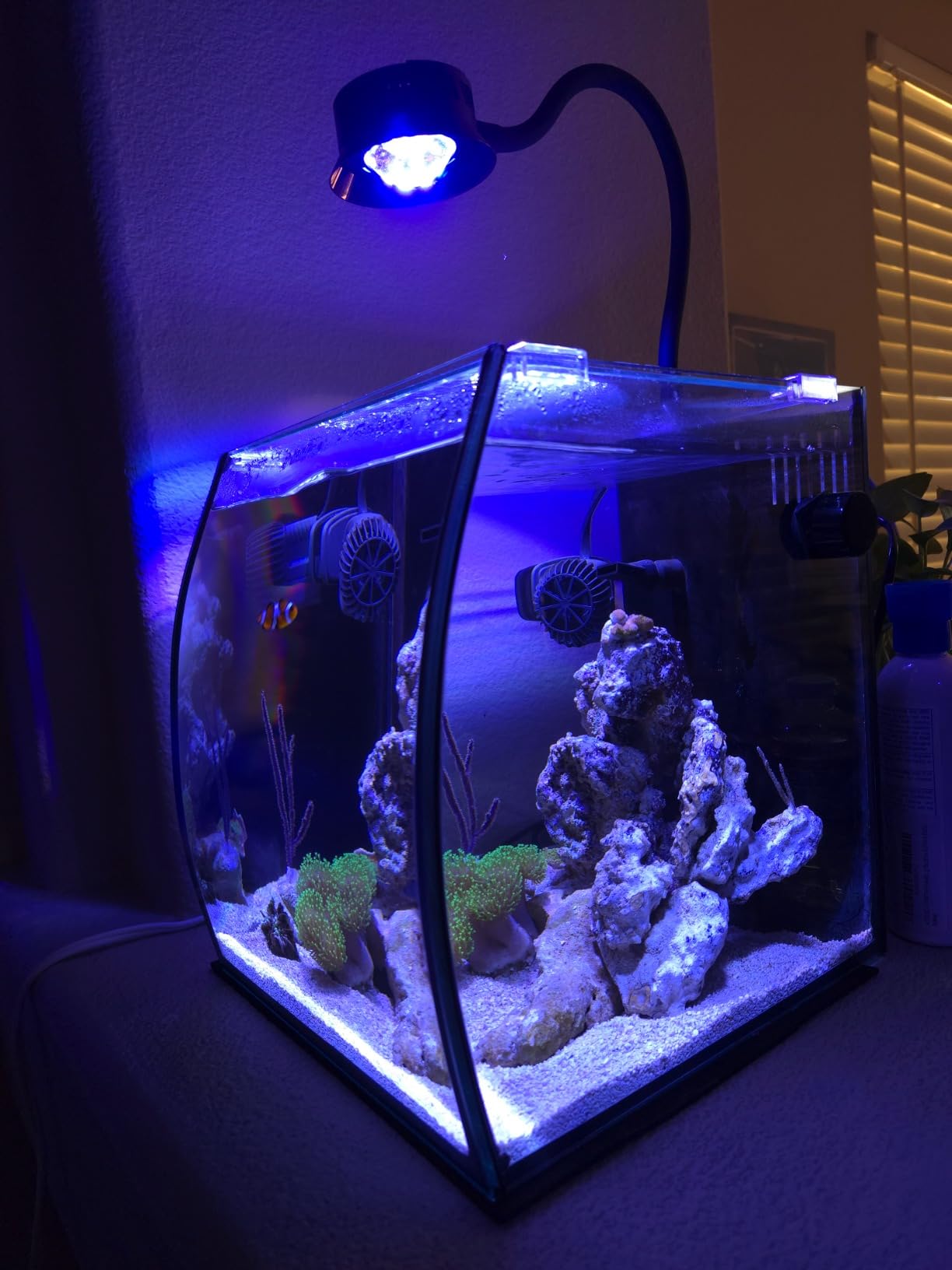 Aquatop 13.5 Gallon Bow Front Glass Aquarium Kit with Filter and LED Lighting - All in One Desktop Fish Tank, Ideal for Freshwater and Saltwater, BFK-13 customer photo 2