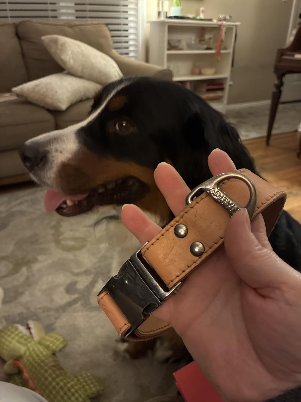 ADITYNA Leather Dog Collar for Large & Extra Large Dogs, Adjustable 19-30 inch | Padded, heavy-duty metal buckle. Great for walking, training - ideal for Rottweiler, German Shepherd, Golden Retriever customer photo 2