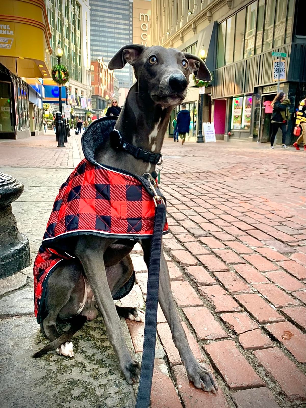 Geyecete Waterproof Greyhound Whippet Lurcher Dog Coat-with Warm Fleecy Lining Inside Outdoor Dog Apparel with Adjustable Bands for Medium, Large Dog-Black-M customer photo 1