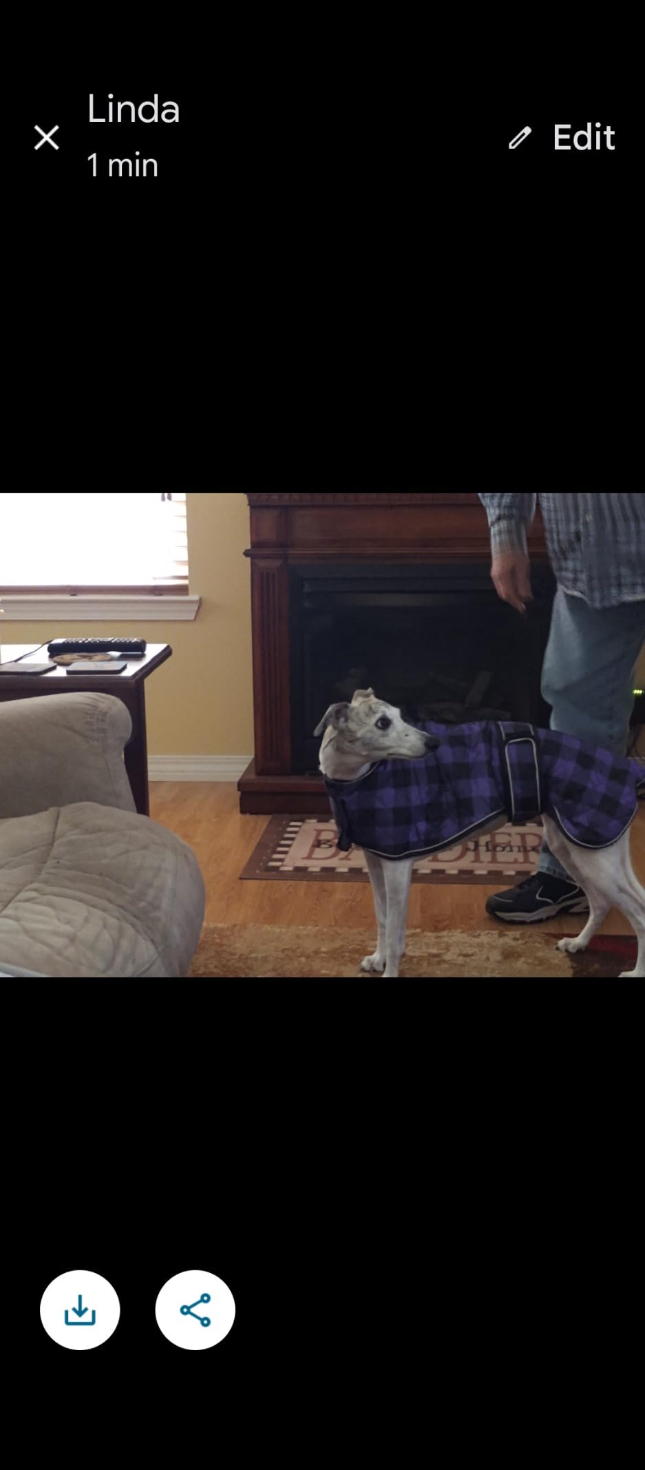 Geyecete Waterproof Greyhound Whippet Lurcher Dog Coat-with Warm Fleecy Lining Inside Outdoor Dog Apparel with Adjustable Bands for Medium, Large Dog-Black-M customer photo 2
