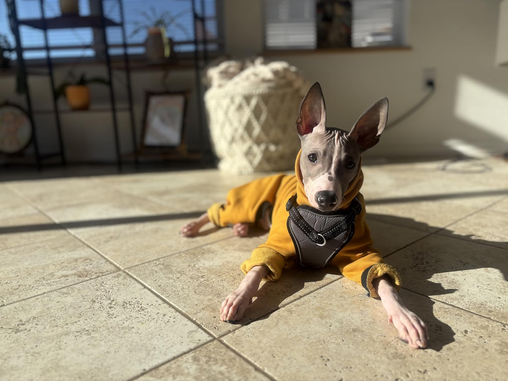 D Doggy Star Italian Greyhound Sweater Turtleneck Outfit Nordic Fleece Onesie Clothes Whippet for Dog Coat (L,Orange Nordic) customer photo 1