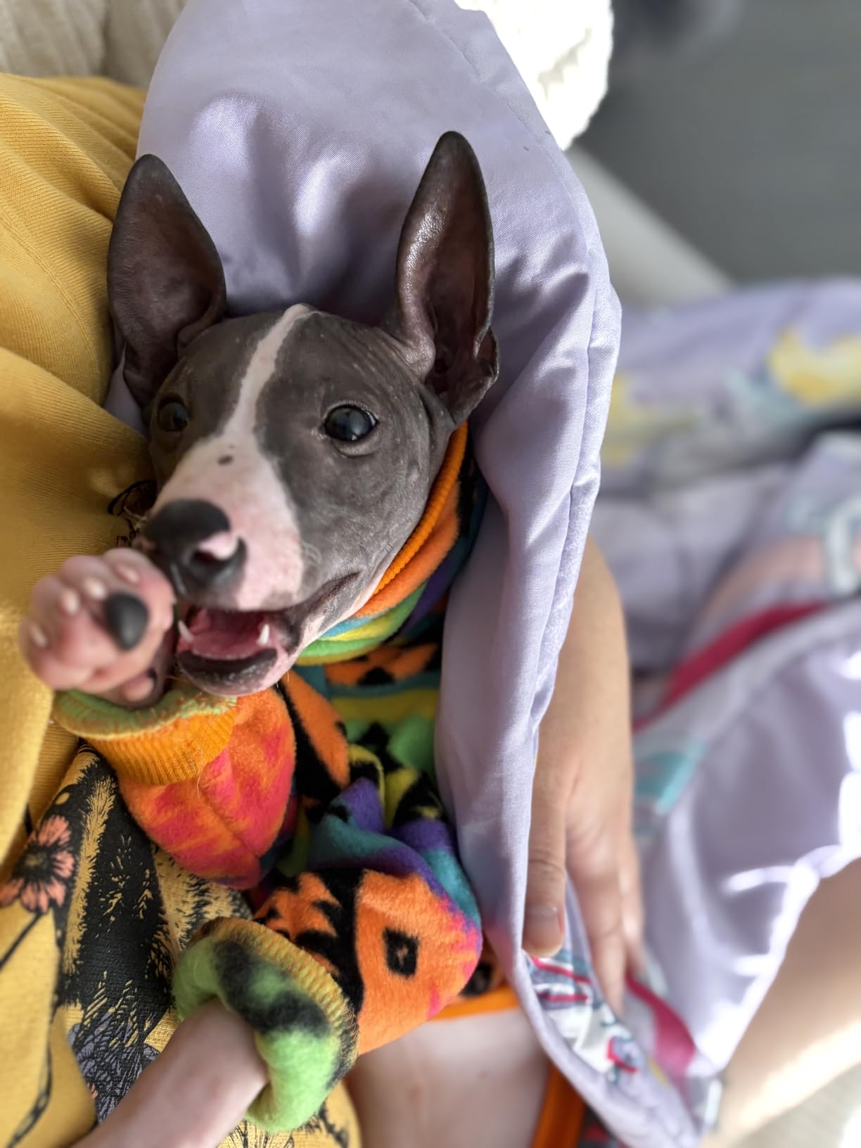 D Doggy Star Italian Greyhound Sweater Turtleneck Outfit Nordic Fleece Onesie Clothes Whippet for Dog Coat (L,Orange Nordic) customer photo 2
