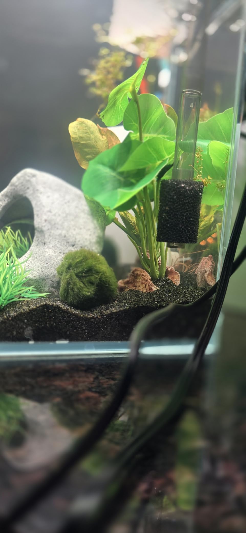 Glass Betta Aquarium Starter Kits 1.5 Gallon Small Fish Tank, Betta Fish Tank with LED Light, Power Filter, Black. 4mm Glass customer photo 1
