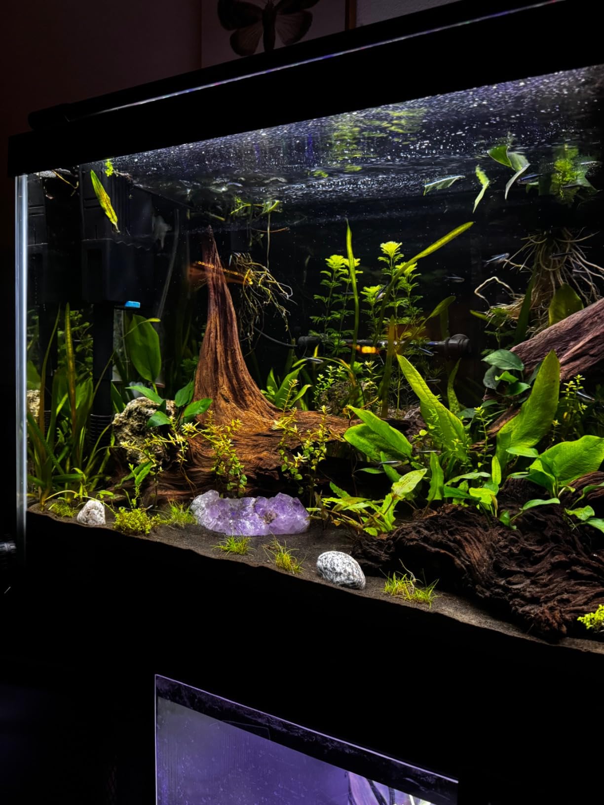NICREW 50W Aquarium Heater with Temp Controller for 5-10 Gallon Tanks customer photo 1