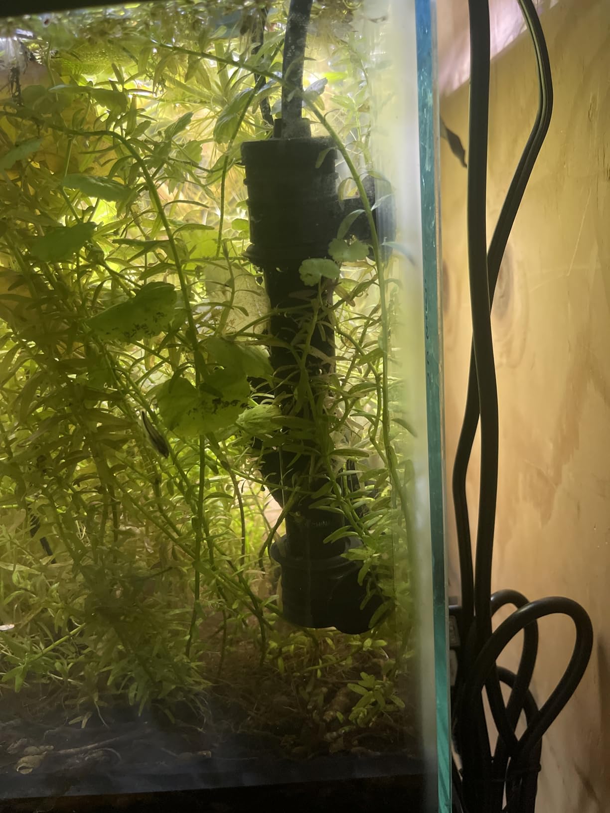 NICREW 50W Aquarium Heater with Temp Controller for 5-10 Gallon Tanks customer photo 2