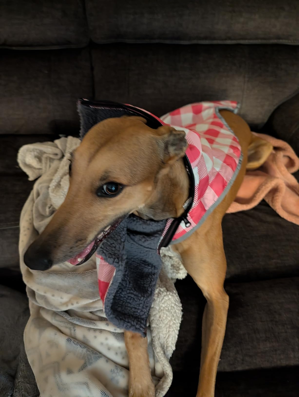 Geyecete Dog Coats for Greyhounds Whippet Fleece Greyhound Coat Jacket Winter Coat Whippet Clothes Greyhound Raincoat Fabric Velvet Outdoor-Pink-L customer photo 2