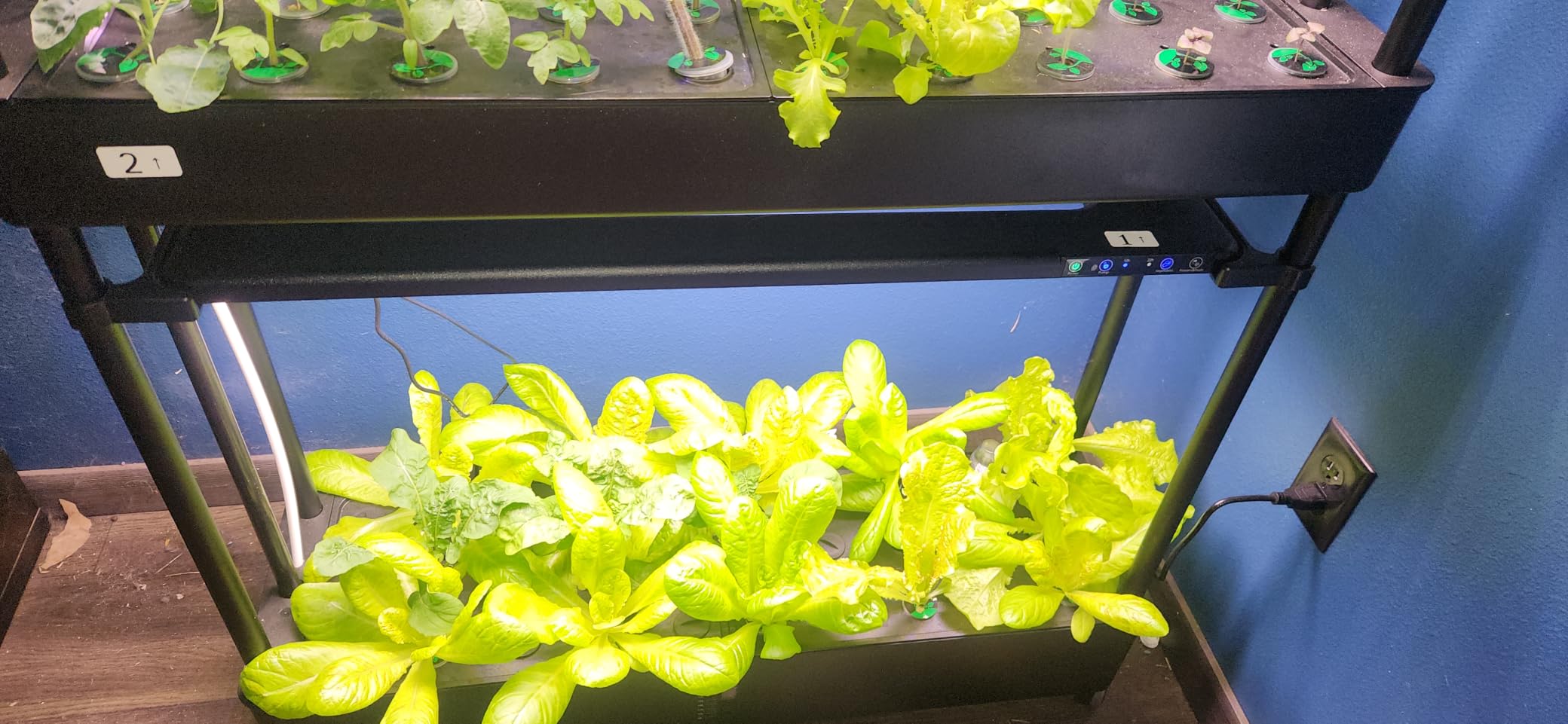 Growell 81 Pods Hydroponics Growing System Kit with Independent Water Pump customer photo 1