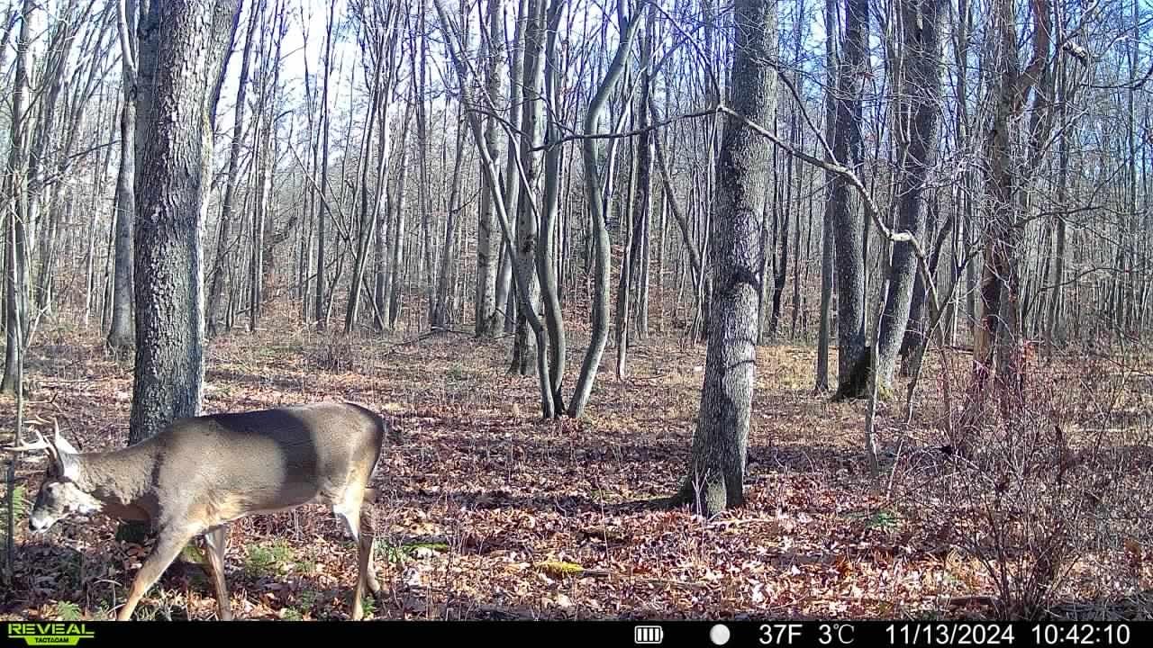 TACTACAM Reveal X 3.0 2-Pack Cellular Trail Camera customer photo 2