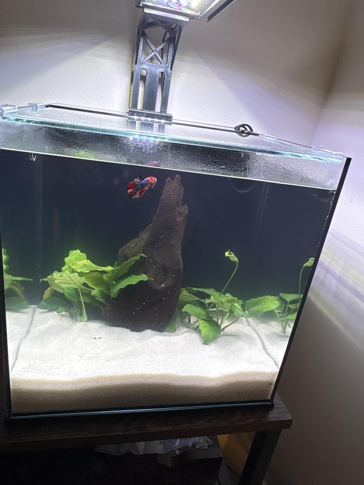 Ultum Nature Systems Dual AIO - Freshwater/Saltwater Compatible, All in One Rimless Tank with Triple Chamber Filtration System, Integrated Filter Aquarium with Leveling Mat - 6 Gallon, 45SA, Black customer photo 2