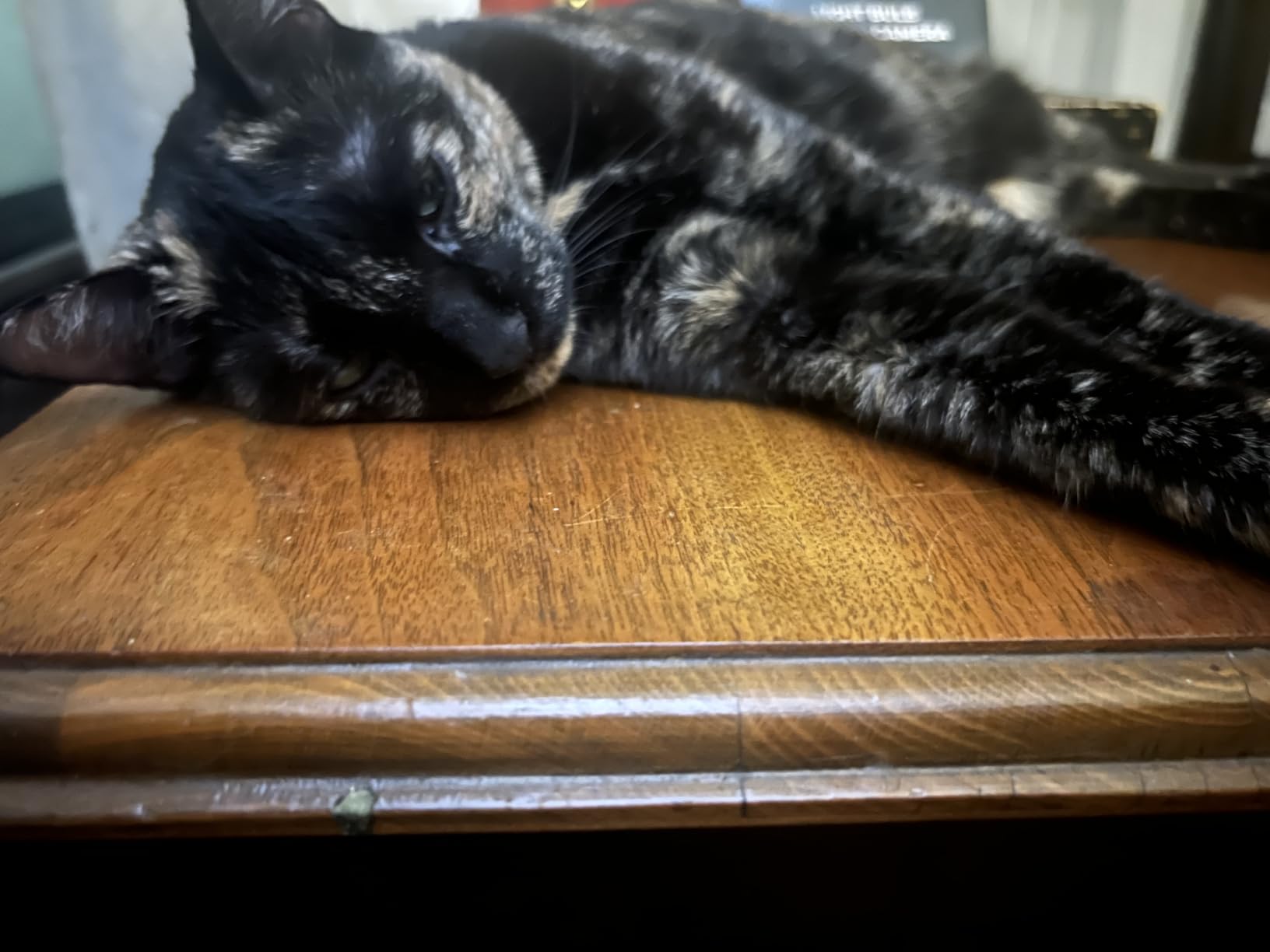 Dr. Elsey's Clumping Litter customer photo 2