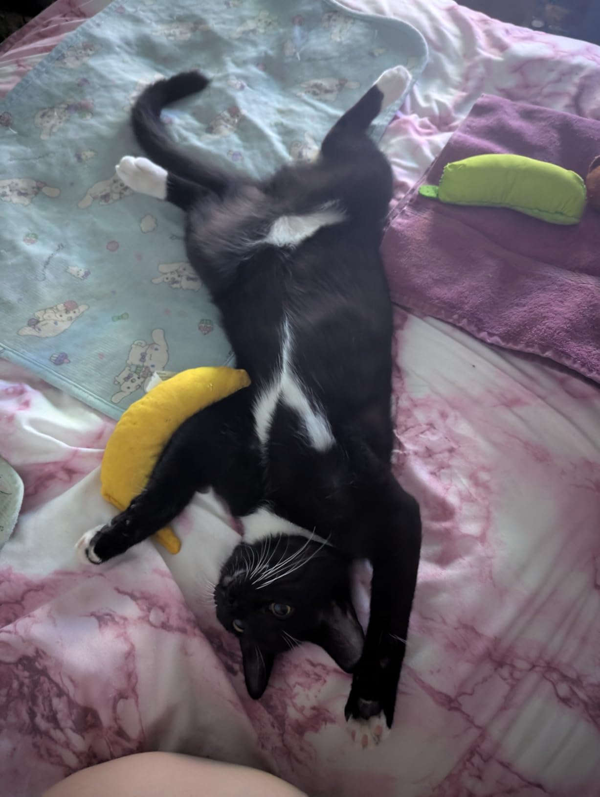Yeowww Catnip Banana customer photo 1