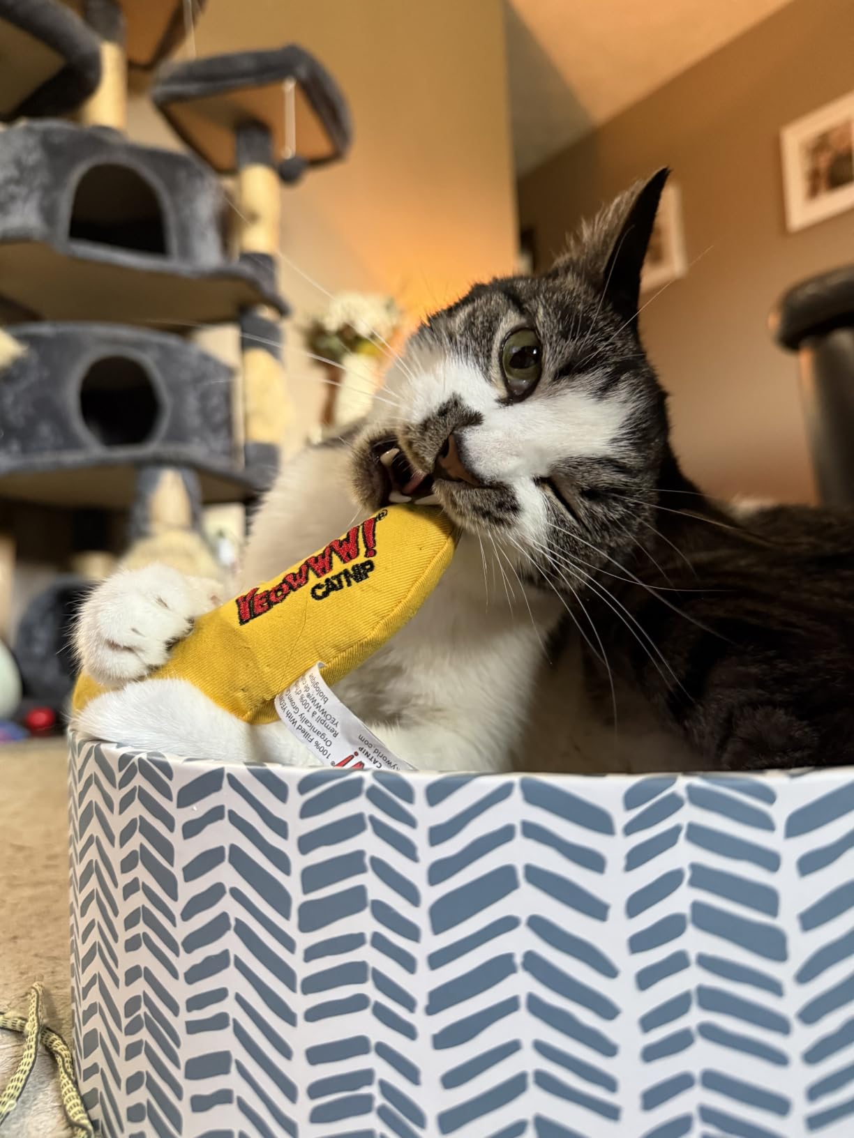 Yeowww Catnip Banana customer photo 2